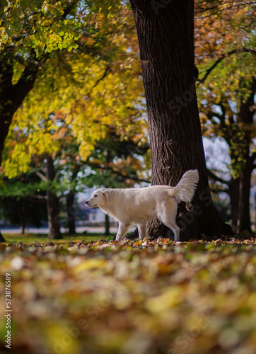 Belgrade, Serbia. November 10th, 2022. Adorable Golden retriever peeing on a tree in a park on a sunny day.