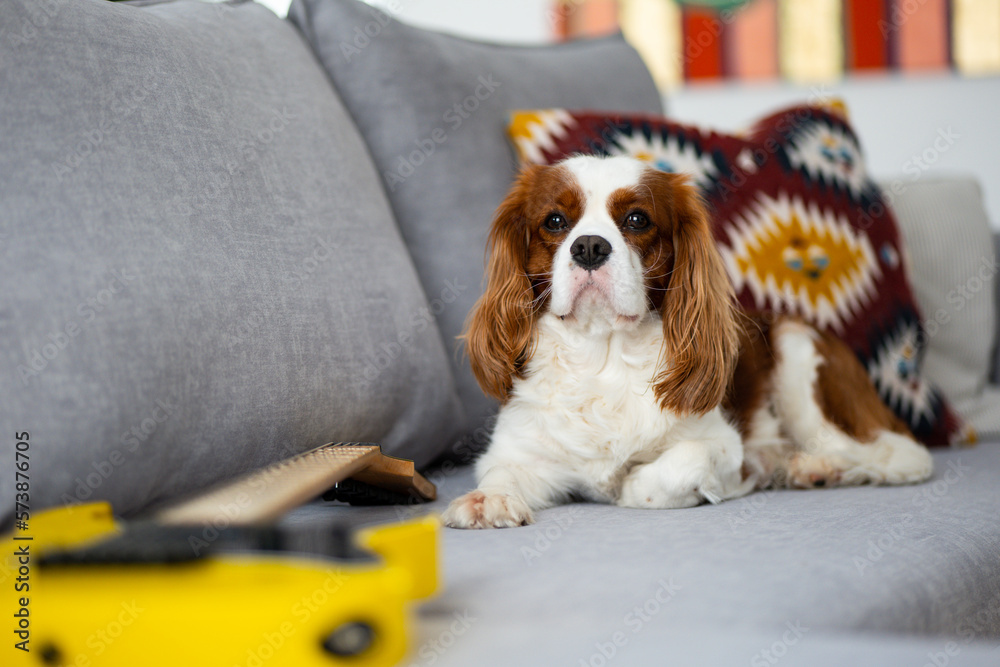 Dog King Charles Spaniel lies on the sofa in the house. Domestic dog. Cute fluffy groomed dog.

The dog lies next to the electric guitar.

Relaxed ginger dog enjoying rest, leisure time, weekends.