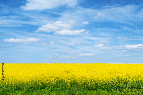 Spring summer landscape. Yellow blossoming rape field, beautiful sky with clouds.