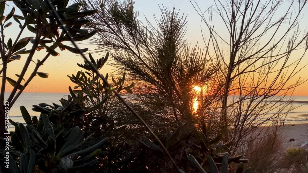 Autumn tree branch leaves on the sun. Fall beach blurred background. the autumn forest sunset sun concept lifestyle.