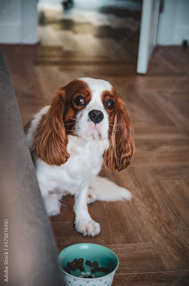 Dog King Charles Spaniel does not want to eat dog food. The process of feeding a domestic spoiled dog.