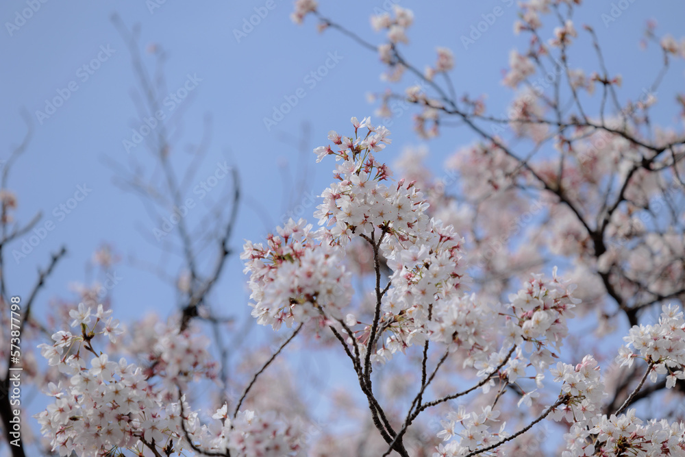 桜(空背景) 桜(空背景)