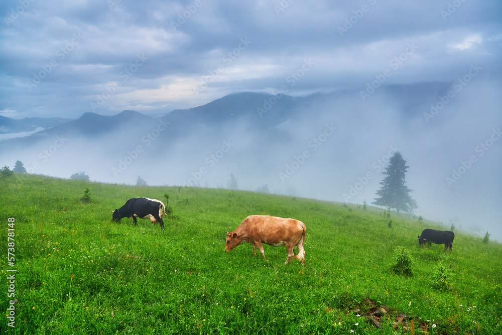 Cows graze in a meadow in the fog, Carpathian cows in Ukraine, mountain cows graze in the fog.