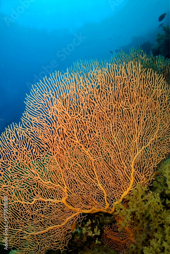 Sea Fan, Sea Whips, Gorgonian, Coral Reef, Red Sea, Egypt, Africa