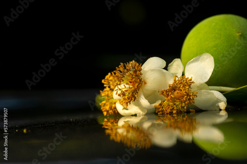 Calophyllum inophyllum flower, fruit and green leaf, a large evergreen plant, commonly called mastwood, beach calophyllum, shallow focus photo