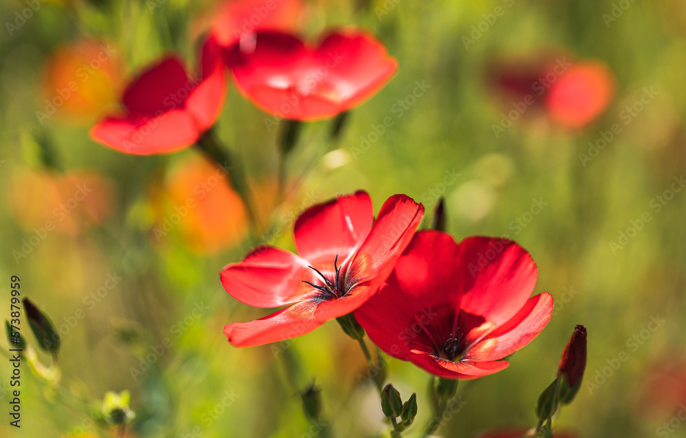 Wildblumen 2 Wildblumen 2