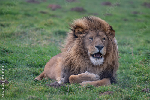 Fototapeta Naklejka Na Ścianę i Meble -  Male Lion Resting on Grass
