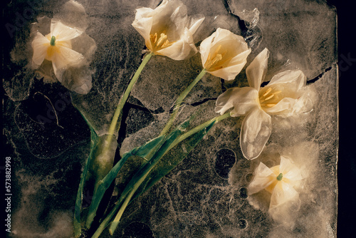 White tulips frozen in ice