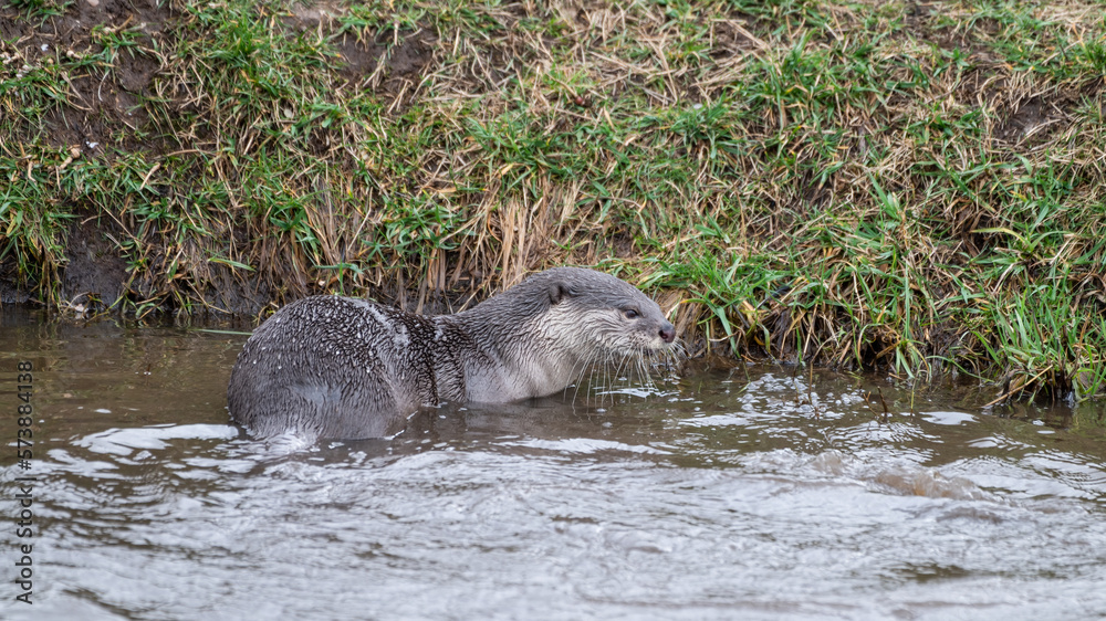 Fototapeta premium Smooth Coated Otter Playing in Water