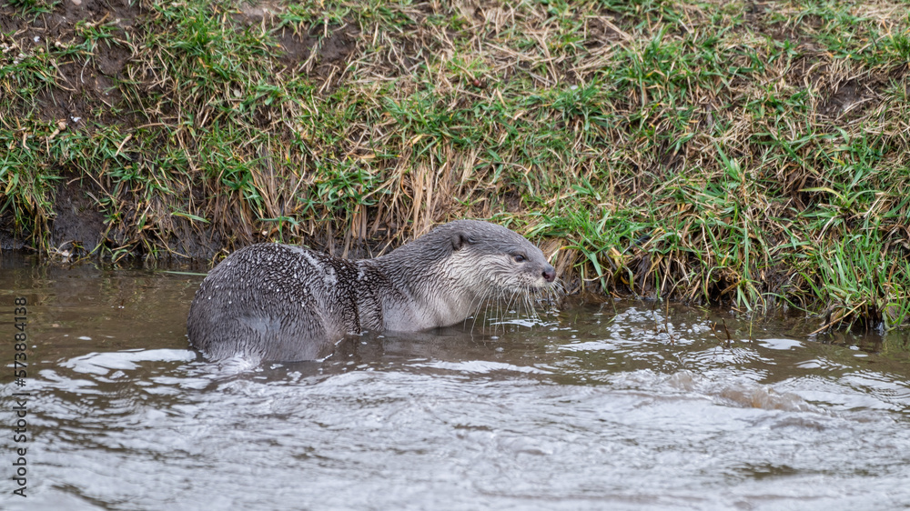 Smooth Coated Otter Playing in Water