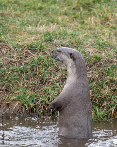 Smooth Coated Otter Playing in Water