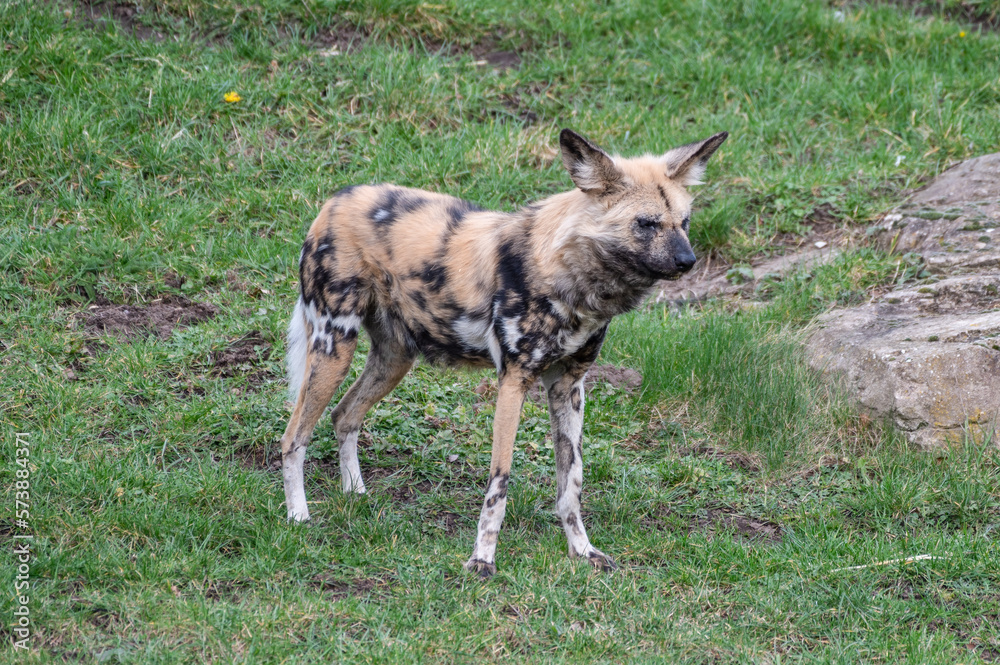 Fototapeta premium African Painted Dog Standing on Grass