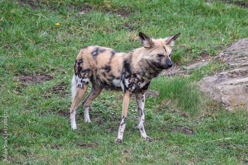 African Painted Dog Standing on Grass