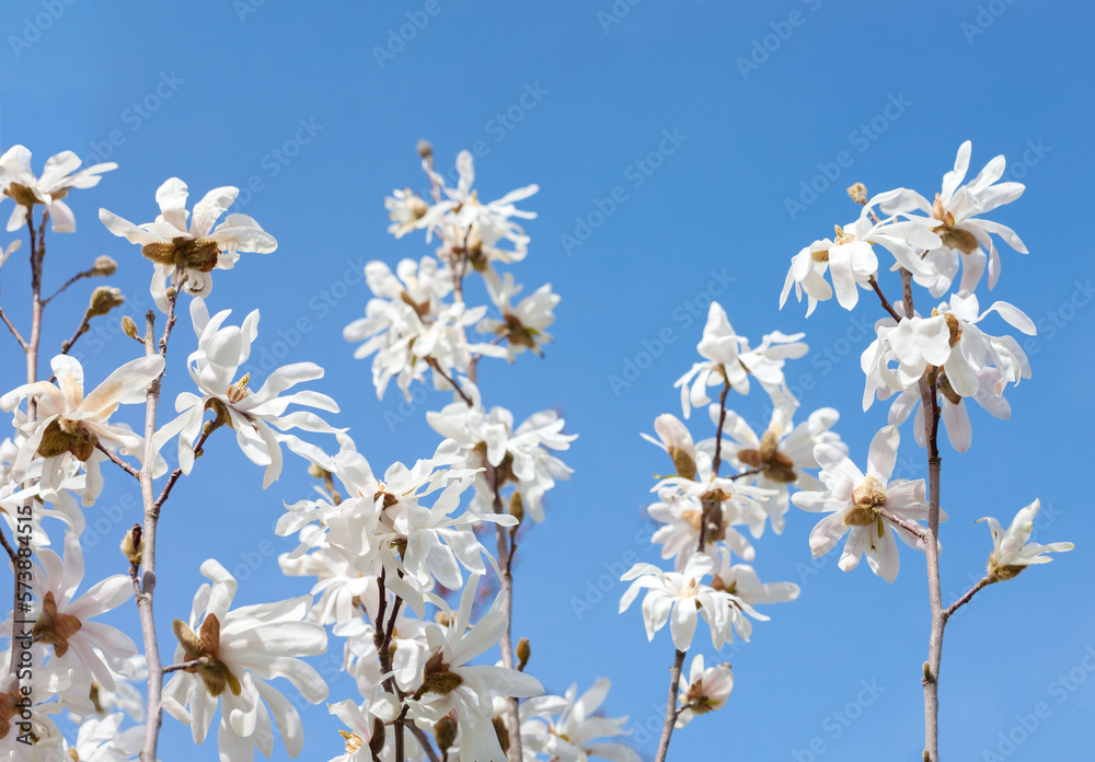  Branches with white Magnolia flowers on blue sky background. Selective focus. Star Magnolia.