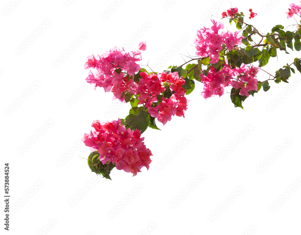 Blooming Bougainvillea branch isolated on white background. Selective focus.