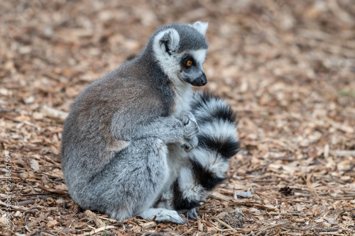 Ring-tailed Lemur Sitting on the Ground