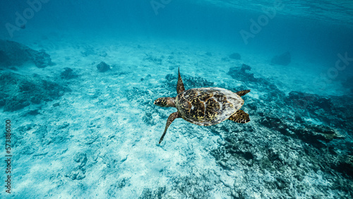 Schildkröte im Meer 