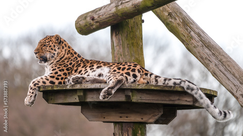 Amur Leopard Resting on a Wooden Platform