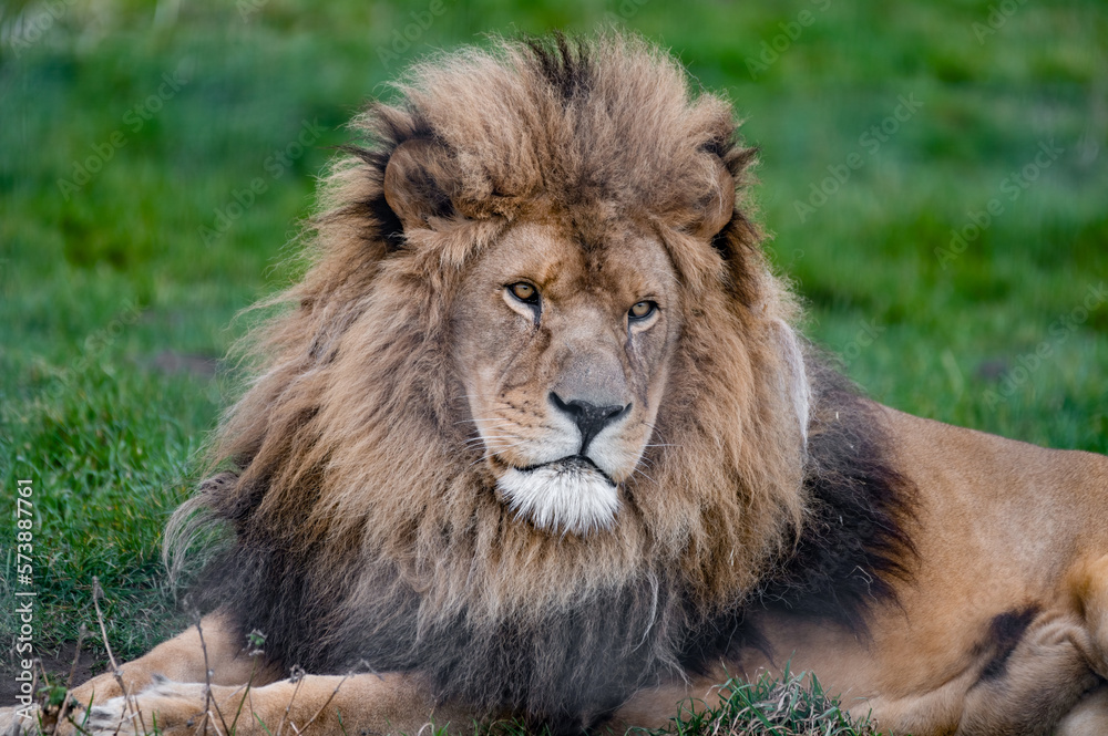 Male Lion Close Up Front View