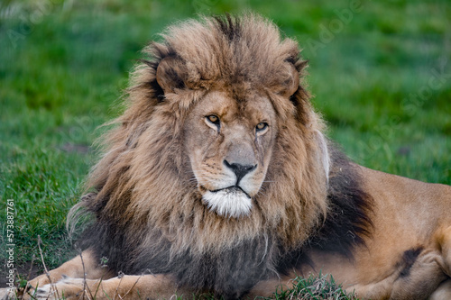 Male Lion Close Up Front View © Ian
