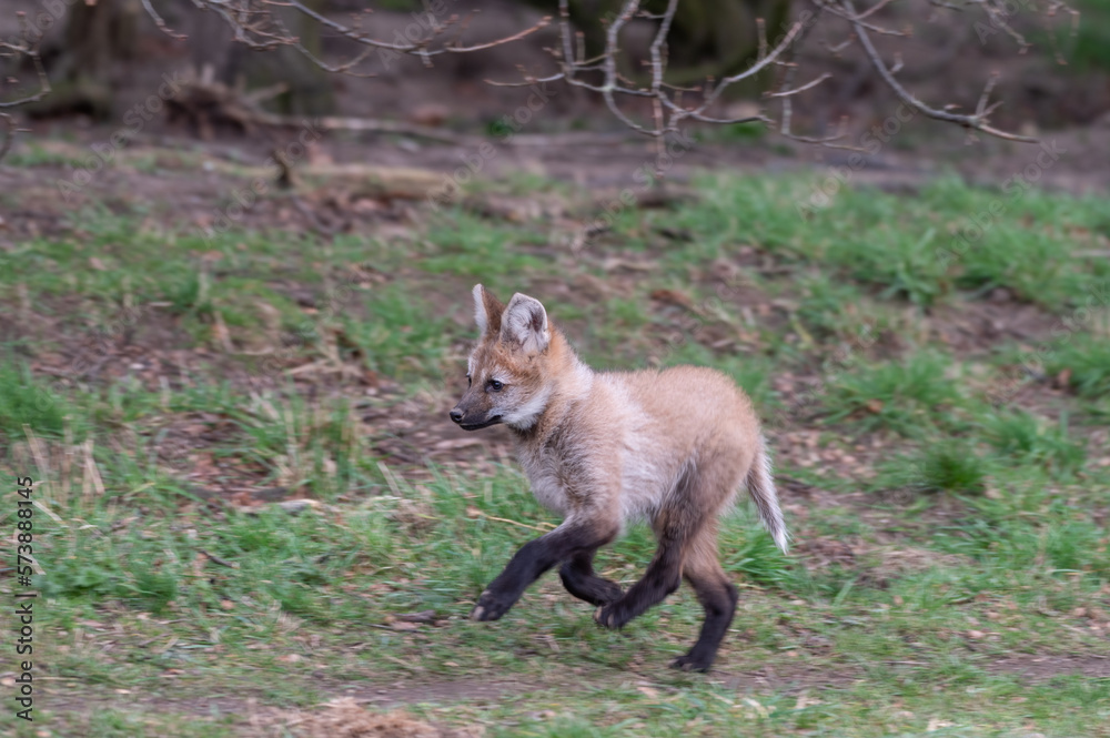 Fototapeta premium Young Maned Wolf Cub Running