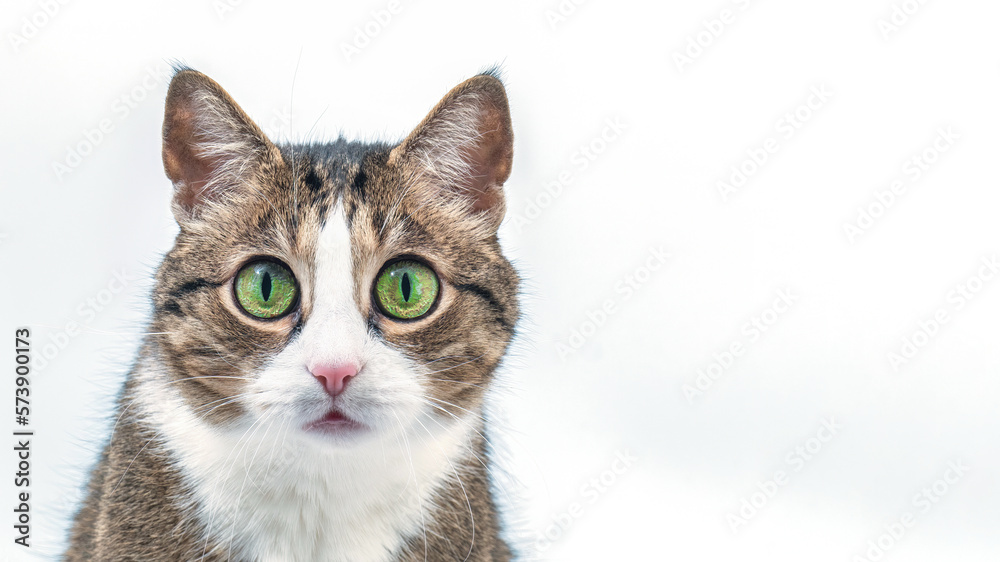 Gray cat with big green eyes isolated on white background. Surprised look of a cat.