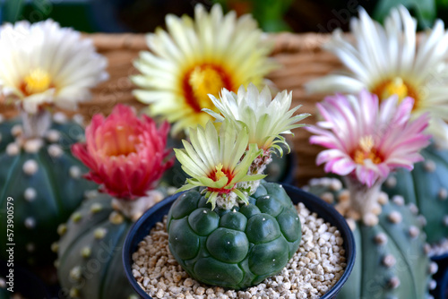 Blooming Astrophytun asterias with yellowand pink flowers. photo