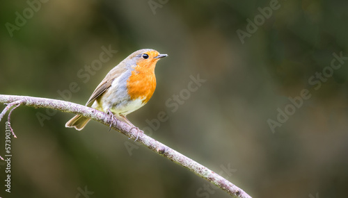 A single Robin sat on a branch © Steve