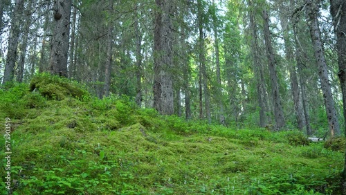 Old forest on summer evening near Hyrynsalmi, Northern Finland photo