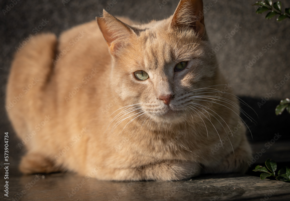 Fototapeta premium 茶トラの日向ぼっこ