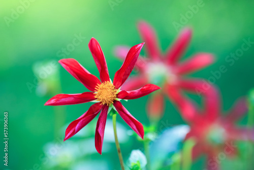 Autumn blooming plant Dahlia