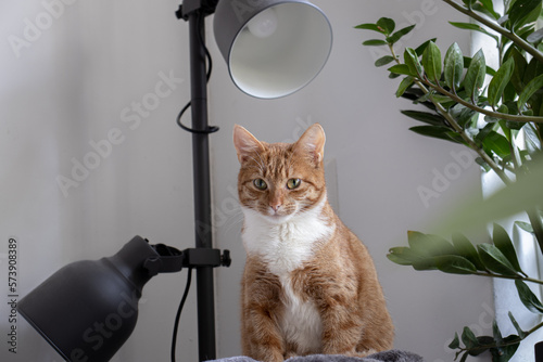a cat sitting on its scratching post and staring straight ahead