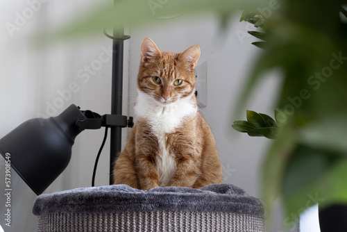 a cat sitting on its scratching post and looking straight at the camera with a plant in the foreground