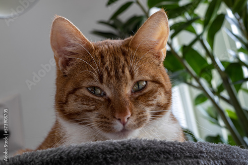 a cat lying on its scratching post looking sleepily into the camera in dismay