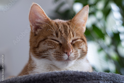 a cat that is very relaxed and lying on its scratching post, has fallen asleep