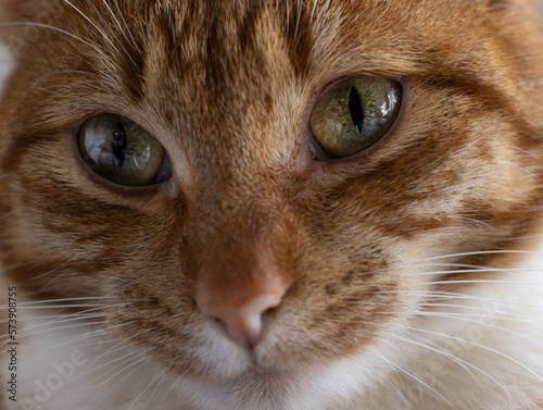 a close up shot of very relaxed green cat eyes looking directly into the camera © conor