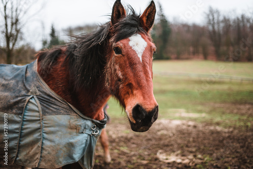 Brown horse standing in mud covered with a blanket   coat to keep warm during winter  trees in background