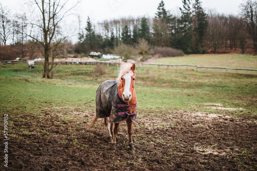 Brown horse standing in mud covered with a blanket / coat to keep warm during winter, trees in background © Alicia