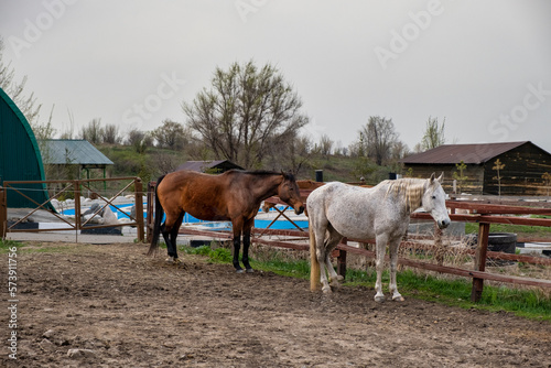 horses in a farm
