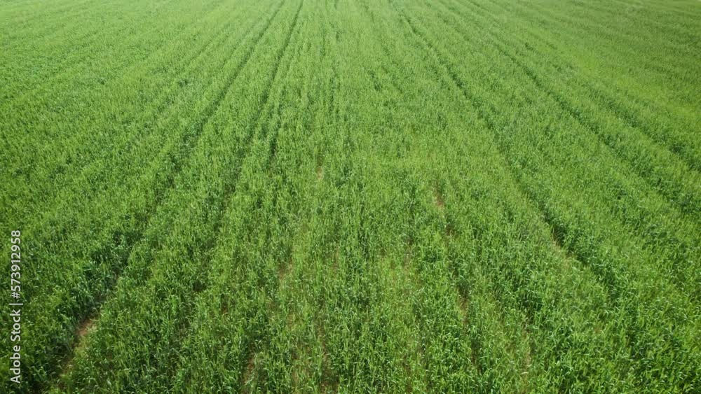 Green rye on the field, drone shot Green rye on the field, drone shot