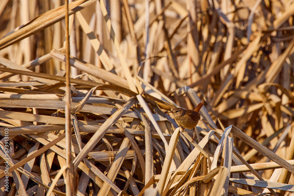(Troglodytes troglodytes) in reeds, is one of the smallest birds in Eurasia (Troglodytes troglodytes) in reeds, is one of the smallest birds in Eurasia