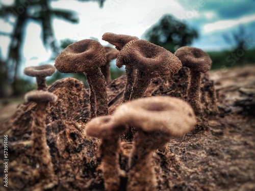 Small brown mushrooms