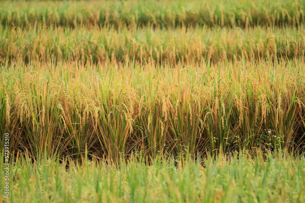 Photo of rice trees on terraced land.