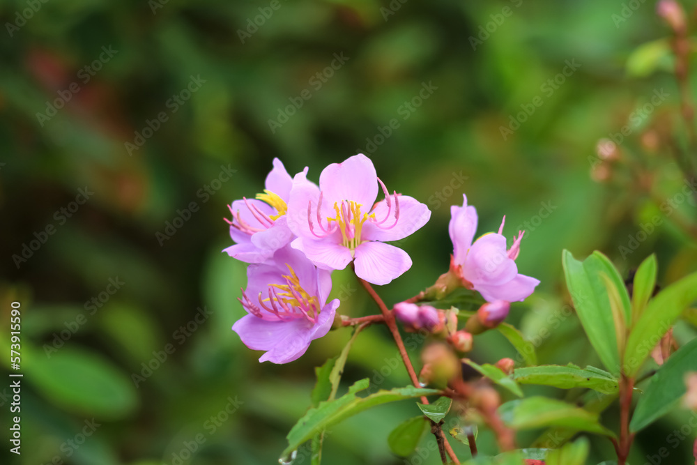Beautiful photo of a bunch of Melastoma flowers. Beautiful photo of a bunch of Melastoma flowers.