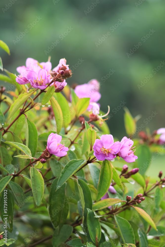 Beautiful photo of a bunch of Melastoma flowers. Beautiful photo of a bunch of Melastoma flowers.
