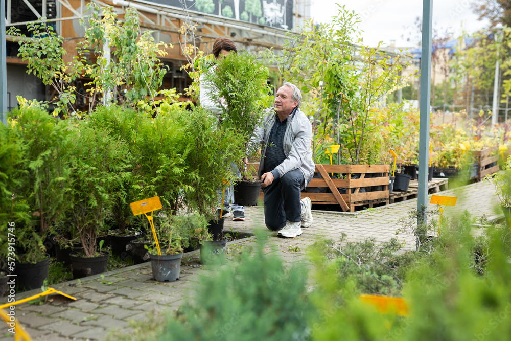 Aged man and woman customers buying plant of thuja in open-air market Aged man and woman customers buying plant of thuja in open-air market
