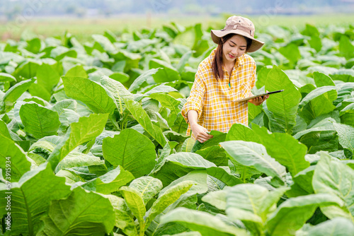 Female farmers use the internet's main data network from their mobile phones to monitor, test and select new cultivation methods, young farmers and tobacco farming. photo