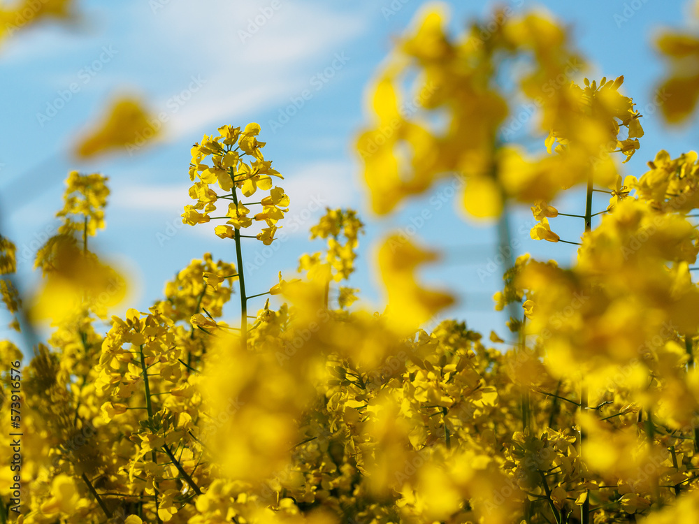 Fototapeta premium Blooming rapeseed.