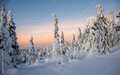 Arctic landscape with frozen trees in Lapland Finland