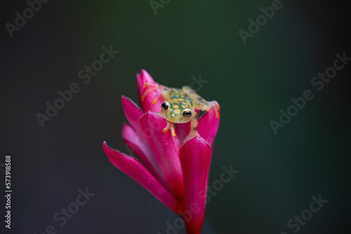 Ghost Glass Frog. Found in Costa Rica panama south america. photo